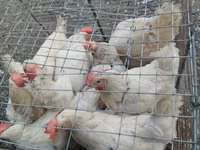 Chickens — photo 1