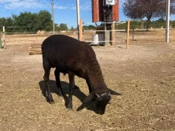 Baran, Cameroon sheep — Węgry