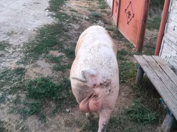 Boar,  — Moldova