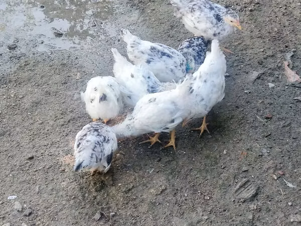Chickens