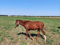 Horse (M), Horses — photo 3