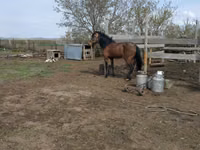 Horse (M), Horses — photo 4