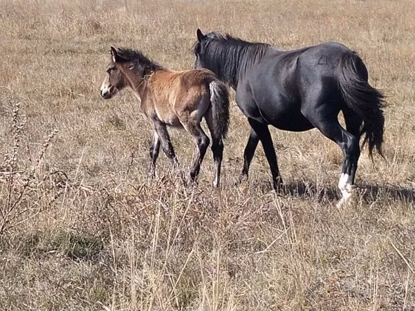 Horse (M), Horses — Kazakhstan