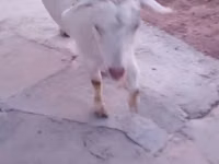 Goat, Saanen goat — photo 8