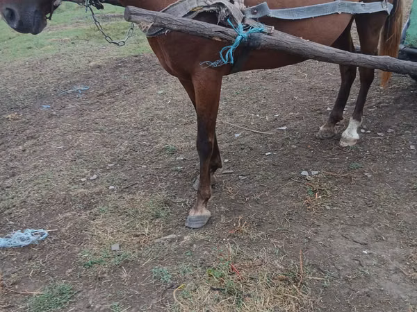 Mare, Horses — Moldova