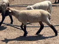 قوچ, Hampshire sheep — عکس 3