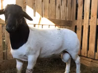 Қошқар, Dorper sheep — 1-сурет