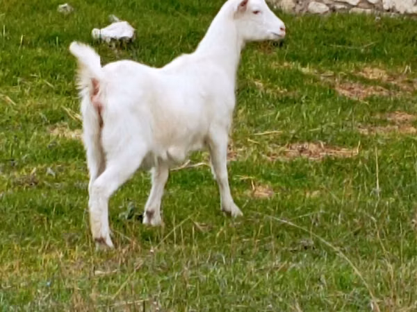 Goat, Goats — Moldova