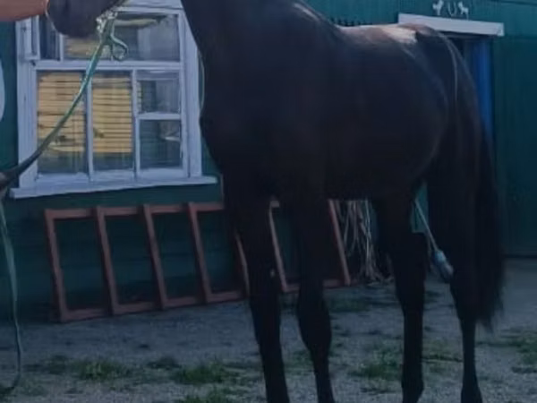 Horse (M), Russian Trotter — Kazakhstan