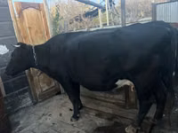 Kuh, Latvian Blue cattle — Foto 2