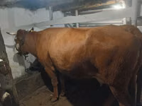 Cow, Latvian Blue cattle — photo 2