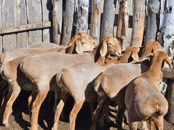 Ovan, Arashan sheep