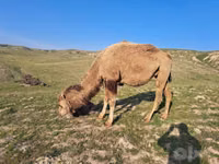 شتر نر, Kazakh Bactrian camel — عکس 3