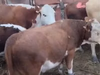 Krava, Simmental cattle — foto 3