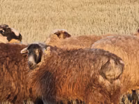 Sheep, Kazakh fat-tailed coarsewool sheep — photo 2