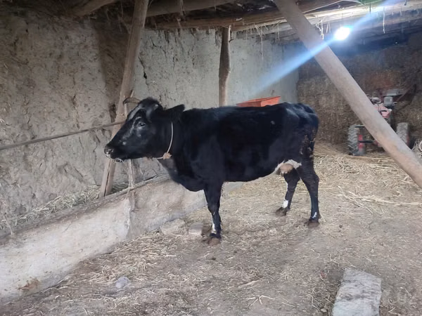 Cow, Cattle