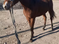 Ngựa đực, Kazakh horse — ảnh 3