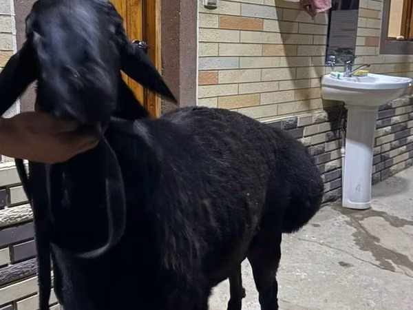 公羊, Sheep — 乌兹别克斯坦