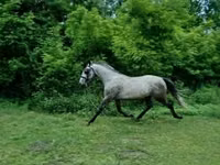 اسب نر, Lipizzaner — عکس 3