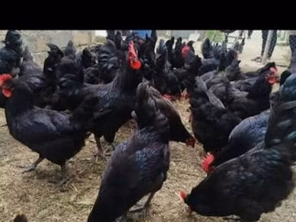 Australorp — Azerbaijan