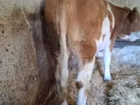 Vaca, Simmental cattle — foto 1