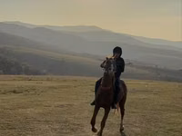 اسب نر, اسب — عکس 2