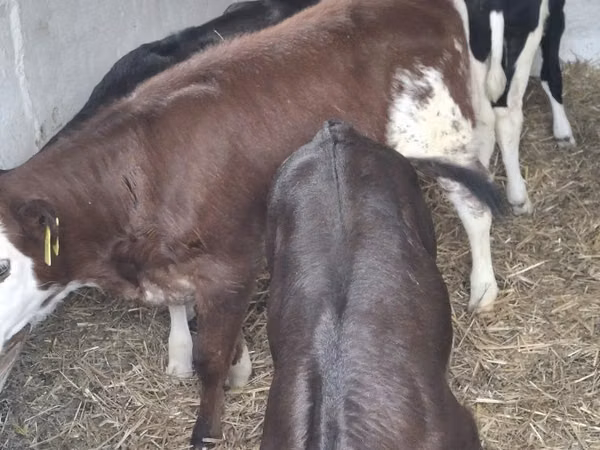 Cow, Simmental cattle — Poland
