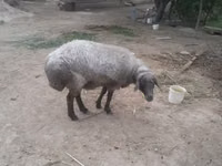 암양, 양 — 사진 2