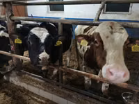 Bull, Cattle — photo 5
