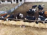 Bull, Russian Black pied cattle — photo 2