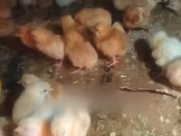 Chickens — sawirka 2