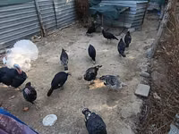 Turkeys — photo 2