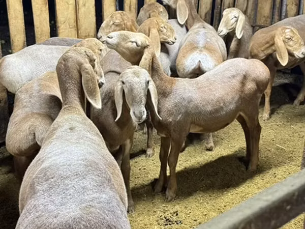 Sheep, Arashan sheep — Kyrgyzstan