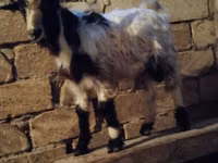 Kozioł, Kozy — zdjęcie 3