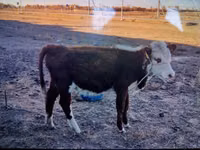 Αγελάδα, Swiss cattle — φωτογραφία 1