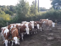 วัวตัวผู้, Simmental cattle — รูปภาพ 5