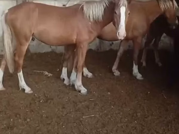 Mare, Horses