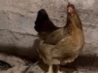 Chickens — عکس 1