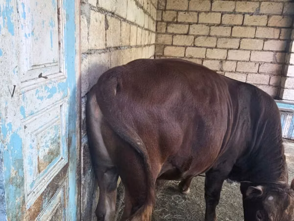 Bull, Cattle — Azerbaijan