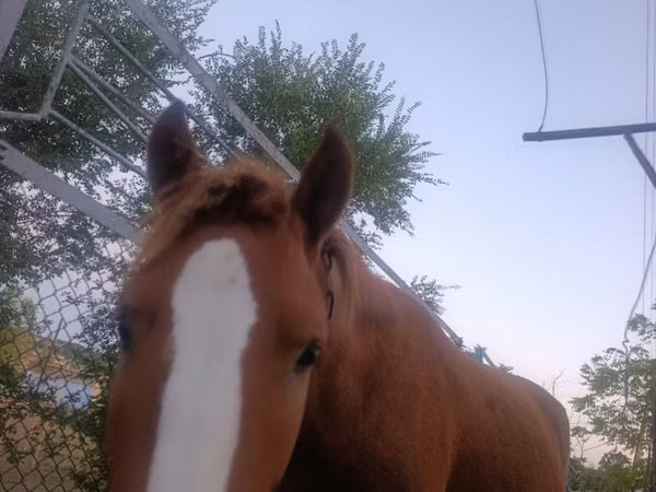 Horse (M), Horses — Moldova