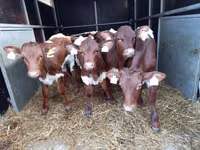 सांड, Simmental cattle — फ़ोटो 2