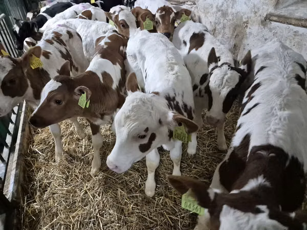 सांड, Simmental cattle — पोलैंड