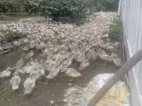 Ducks — Foto 2