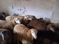 Ram, Sheep — photo 2