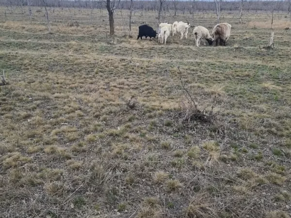 Ram, Sheep — Kazakhstan