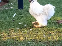 Silkie — foto 1
