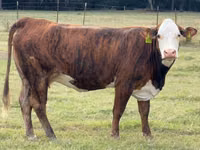 Mucca, Braford — foto 3