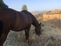 Kısrak, Atlar — foto 3
