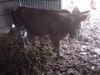 公牛, Cattle — 照片 2