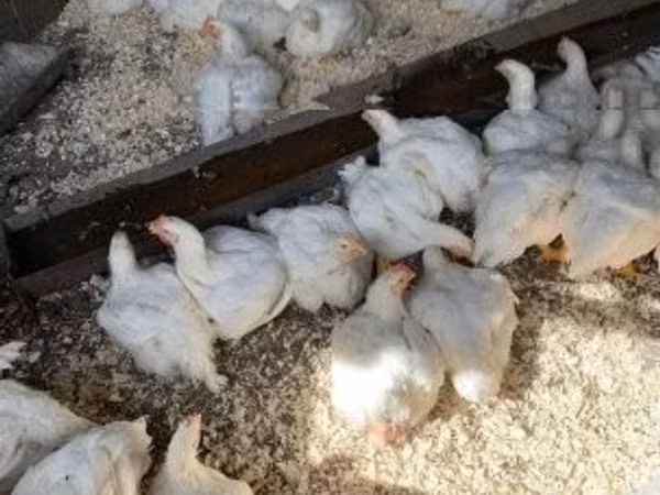 Chickens